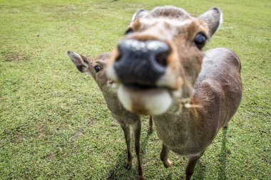 Kutsal Sika geyikler Nara Park orman, Japonya