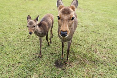 Kutsal Sika geyikler Nara Park orman, Japonya
