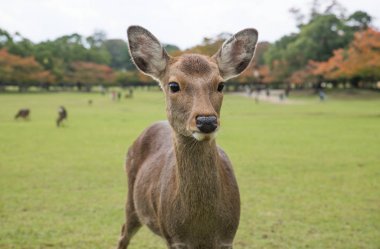 Kutsal Sika geyikler Nara Park orman, Japonya