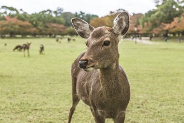Kutsal Sika geyikler Nara Park orman, Japonya