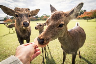 Kutsal Sika geyikler Nara Park orman, Japonya