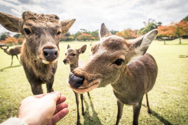 Kutsal Sika geyikler Nara Park orman, Japonya
