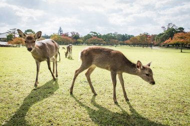 Kutsal Sika geyikler Nara Park orman, Japonya