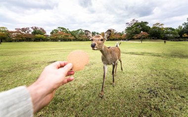 Kutsal Sika geyikler Nara Park orman, Japonya