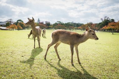 Kutsal Sika geyikler Nara Park orman, Japonya