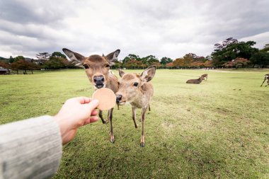 Kutsal Sika geyikler Nara Park orman, Japonya