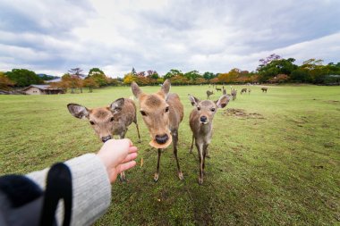 Kutsal Sika geyikler Nara Park orman, Japonya