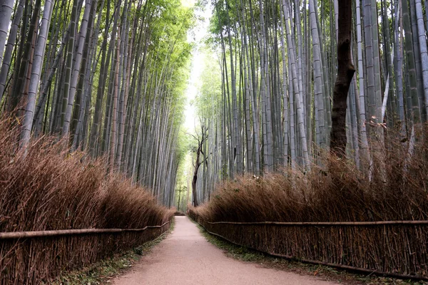 Красиві Арасіяма бамбуковому лісі в Кіото, Японія — стокове фото
