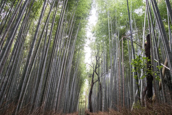 Krásné Arashiyama bambusový Les v Kjótu, Japonsko — Stock fotografie