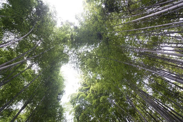 Bela floresta de bambu Arashiyama em Kyoto, Japão — Fotografia de Stock