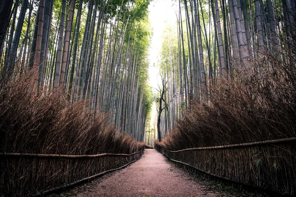 Beautiful Arashiyama Bamboo Forest in Kyoto, Japan — Stock Photo, Image