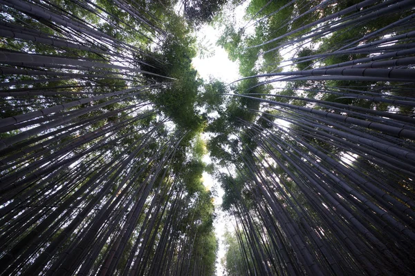 ป่าไม้ไผ่อาราชิยามะที่สวยงามในเกียวโต ประเทศญี่ปุ่น — ภาพถ่ายสต็อก