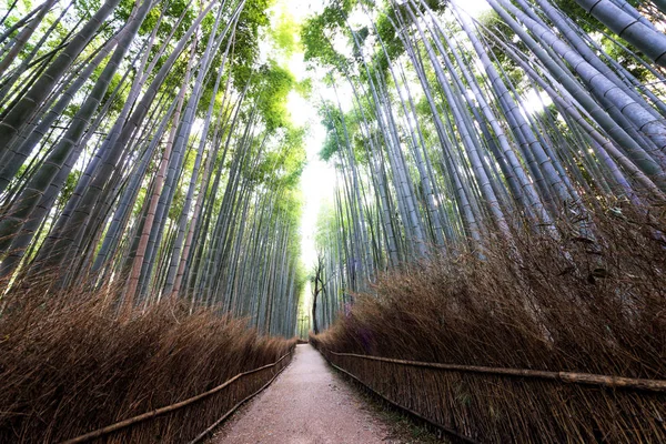 Krásné Arashiyama bambusový Les v Kjótu, Japonsko — Stock fotografie