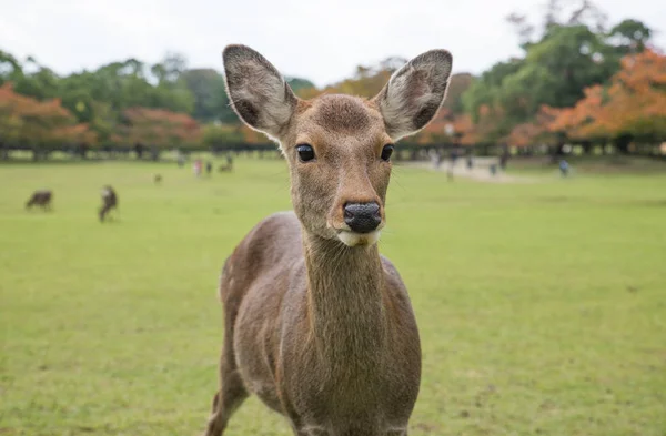 Cervi del Sacro Sika Foresta del Parco di Nara, Giappone — Foto Stock