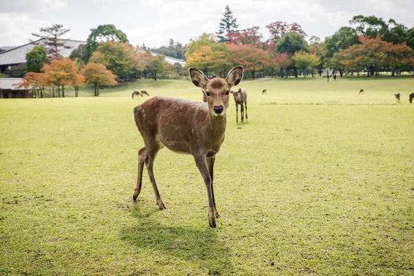 Kutsal Sika geyikler Nara Park orman, Japonya