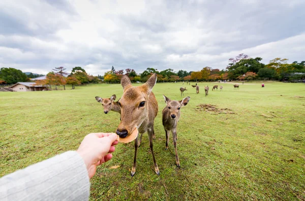 Heilige Sika herten Nara Park forest, Japan — Stockfoto