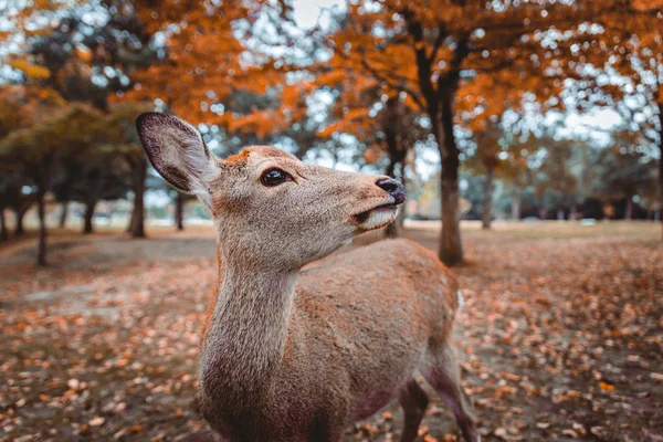 Heilige sika hirsche nara park wald, japan — Stockfoto