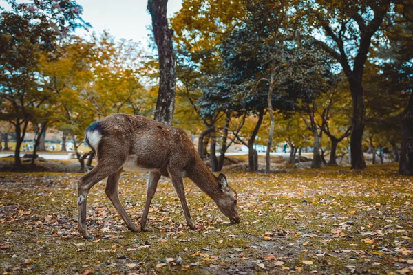 Sika Sagrada cervos Nara Park floresta, Japão — Fotografia de Stock