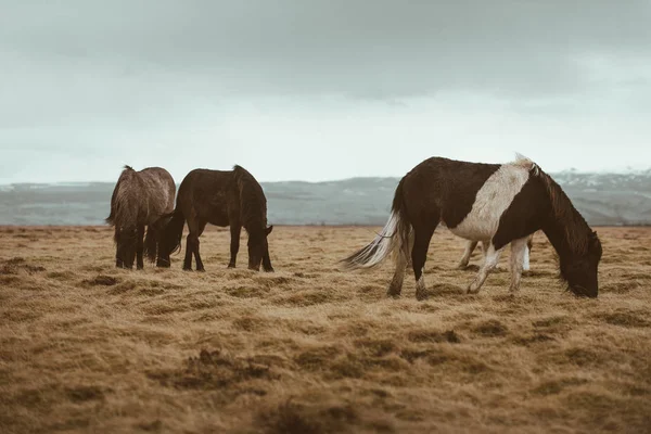 İzlandalı atlar running Free — Stok fotoğraf