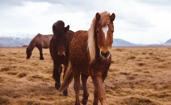 İzlandalı atlar running Free — Stok fotoğraf