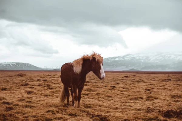 İzlandalı atlar running Free — Stok fotoğraf