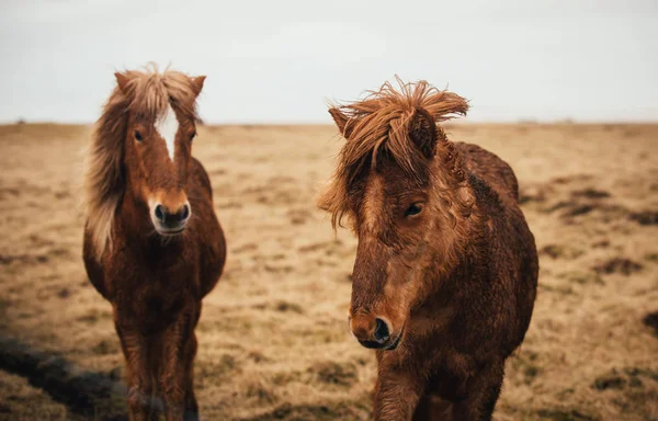Ісландські коні біжать безкоштовно — стокове фото