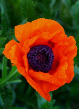 kırmızı süslemeli gelincik papaver çiçek başları kırmızı çiçekler      