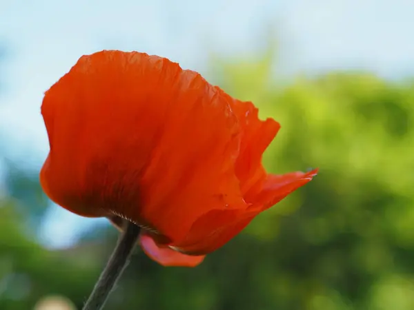 红色观赏植物罂粟山羊花头红花 — 图库照片