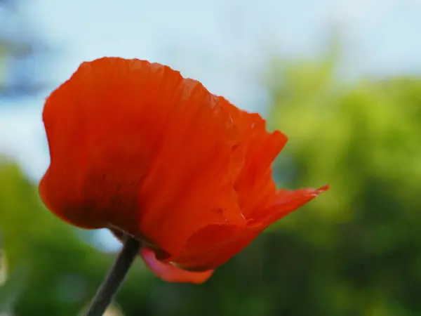 红色观赏植物罂粟山羊花头红花 — 图库照片