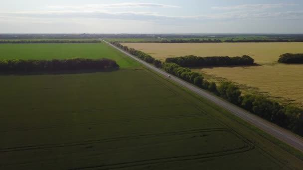 Champ de blé. La route sépare deux champs. Des épis de blé dorés sur le champ. Champ de blé vue de dessus. Caméra vole vers l'avant sur les épillets. Le vent balancera la récolte des céréales 4K 
