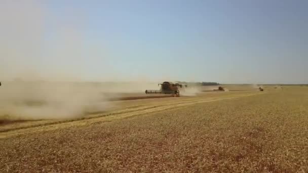 Drone vliegen zeer laag boven het veld van tarwe schieten zomer oogsten met veel oogst 4k beeldmateriaal — Stockvideo