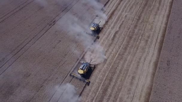 İki hasat işçisi yüksek dikey açılı drone atışından zengin bir buğday hasadı topluyor. — Stok video