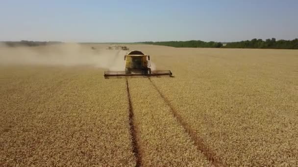 La cosecha va en el campo bajo ángulo desde el dron. Recogiendo trigo. 4K — Vídeos de Stock