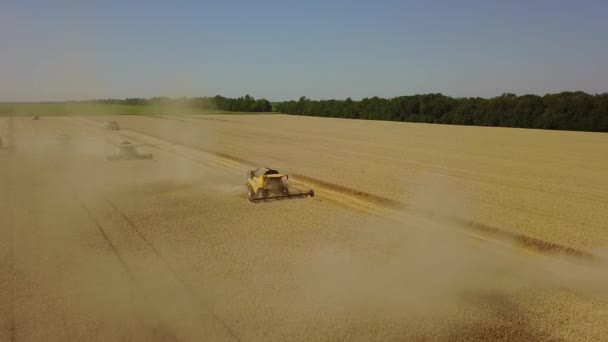 Sklizeň jde na pole a sbírat sklizeň v létě 4k — Stock video