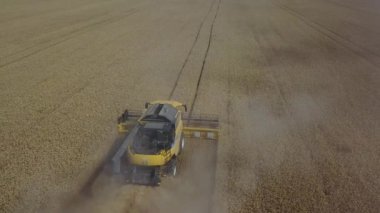 Agriculture footage which shows 3 harvesters are collecting harvest grains of wheat Drone fly back to show wide angle 4K