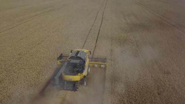 Agriculture footage which shows 3 harvesters are collecting harvest grains of wheat Drone fly back to show wide angle 4K — Stock Video