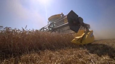 Low Angle shot of harvester move and collect grain of wheat harvest summer slow motion