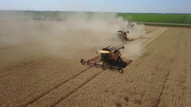 Harvesters start collect harvest in the field summer drone shot 4K
