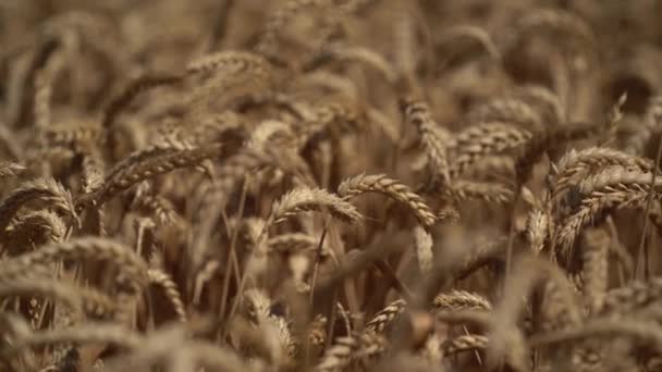 Veld van gouden tarwe in winderige dag voor de oogst in de zomer close-up 4k beeldmateriaal — Stockvideo