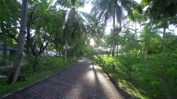Fantástica caminata en hora dorada en Malidves en un entorno de palmeras altas de coco 4K Filmación — Vídeos de Stock