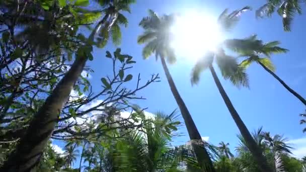 Güneş, Karayip Denizi 4k 'deki Bahamalar adasındaki tropikal palmiye yapraklarını delip geçiyor. — Stok video