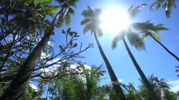 Sonne bricht durch Palmenblätter auf tropischer Bahamas-Insel im karibischen Meer 4k Filmmaterial — Stockvideo