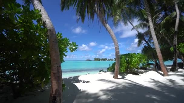 Maldivler Adaları 'ndaki Hint Okyanusu' na yürümek cennet manzarası muhteşem bir ışık görüntüsü verir. — Stok video