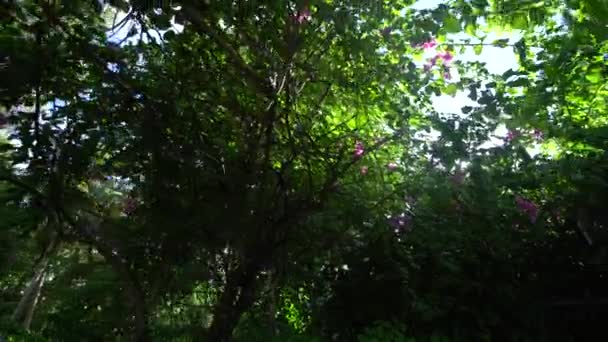 Très bel arbre. Caméra de cardan ouvre l'arbre et montrer les rayons du soleil séquences 4K 