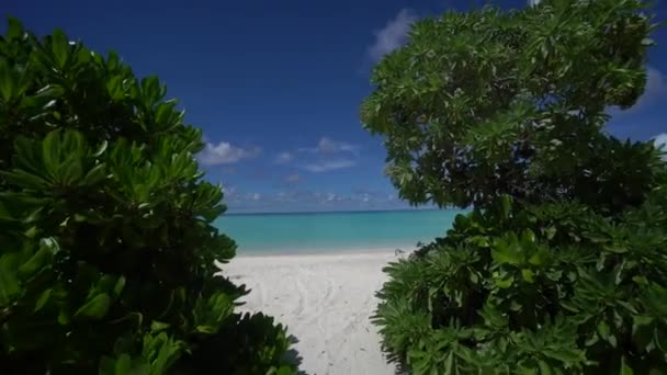 Мальдіви захоплюють блакитну лагуну за деревами 4k. — стокове відео