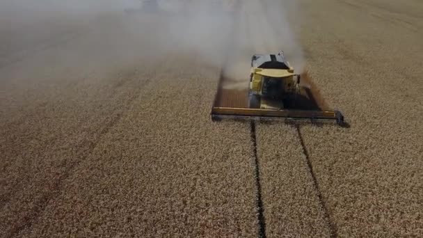 Комбайн собирает пшеницу в поле, а затем открывает раму и показывает еще один комбайн 4К — стоковое видео