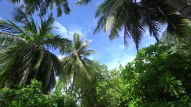 Güneşli bir günde yüksek hindistan cevizi ağaçları ve palmiyelerle çevrili Maldivler adasından ağaçlara ve kameraya kadar olan görüntüler 4k.