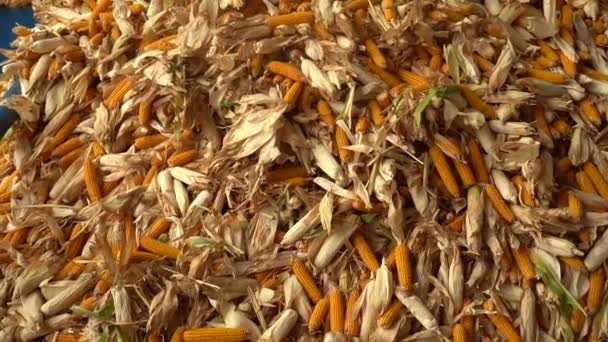 Mnoho kukuřice se sbírá ve skladu po sklizni pěkné záběry — Stock video
