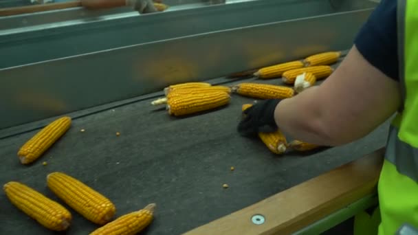 Arbetaren sorterar majs och rengör defekta skördeprodukter Hd-film — Stockvideo