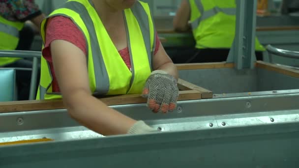 Woman is sorting corn in plant factory after the harvest 50 fps — Stock Video